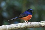 White-rumped Shama